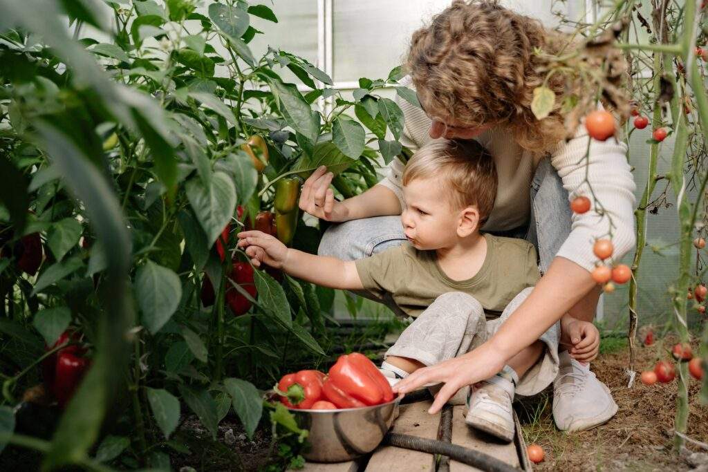 parent and child picking peppers from their garden