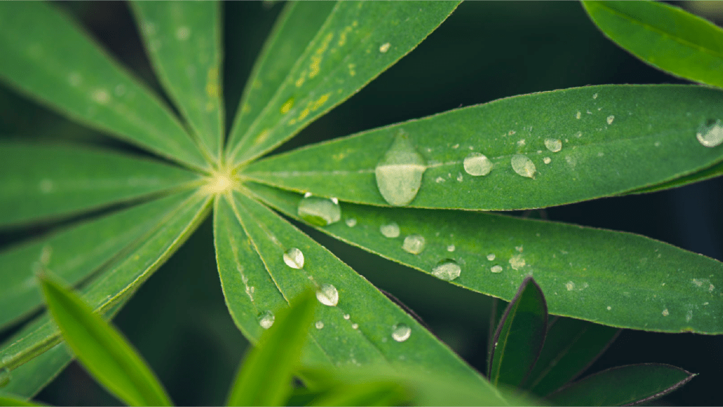 water drops on green lupine leaves