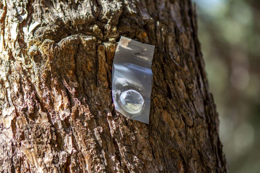 pheromone packet stapled to a tree