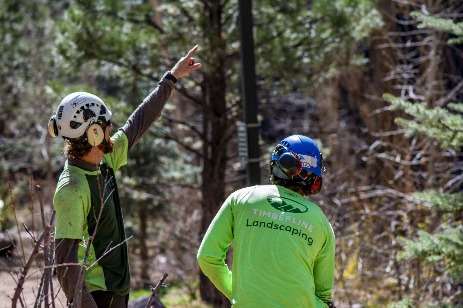 two arborists pointing at trees