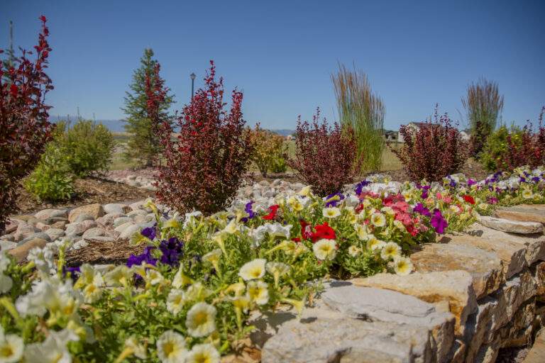 Plants and flowers next to stone and a dry creek bed