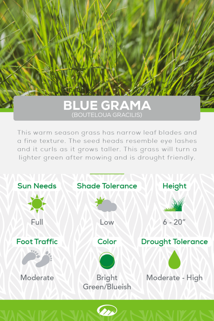 Infographic of Blue Grama Grass