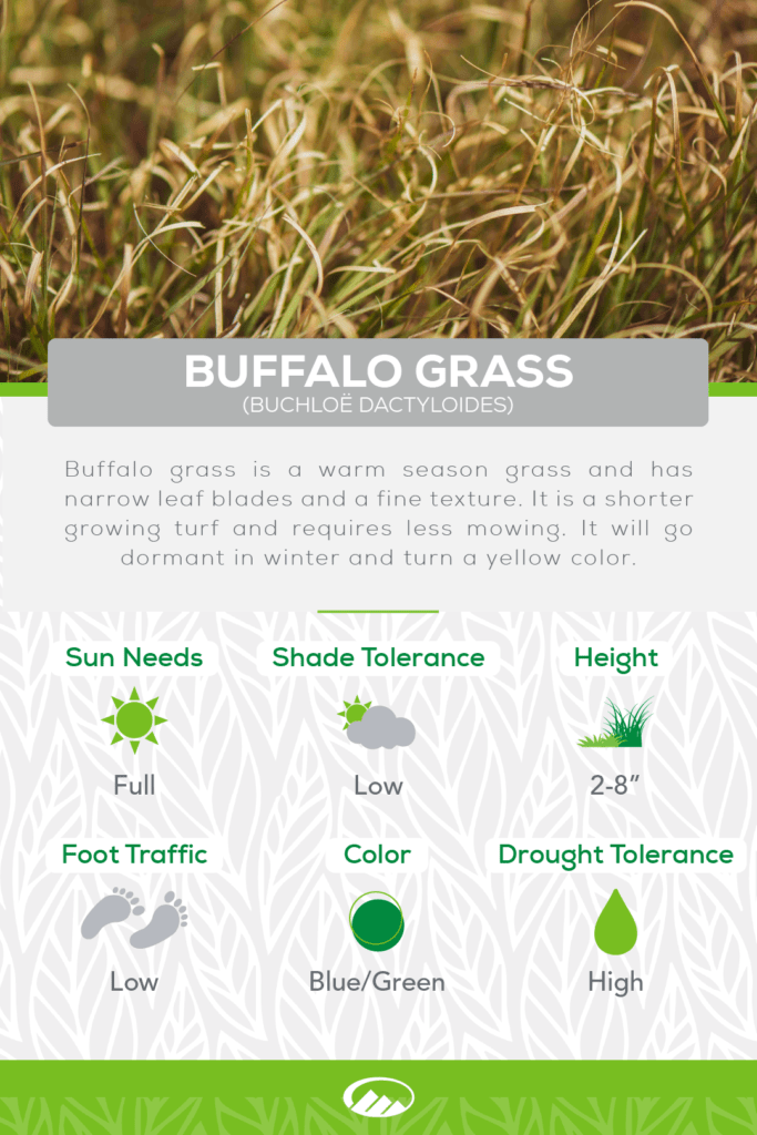 Infographic of Buffalo Grass
