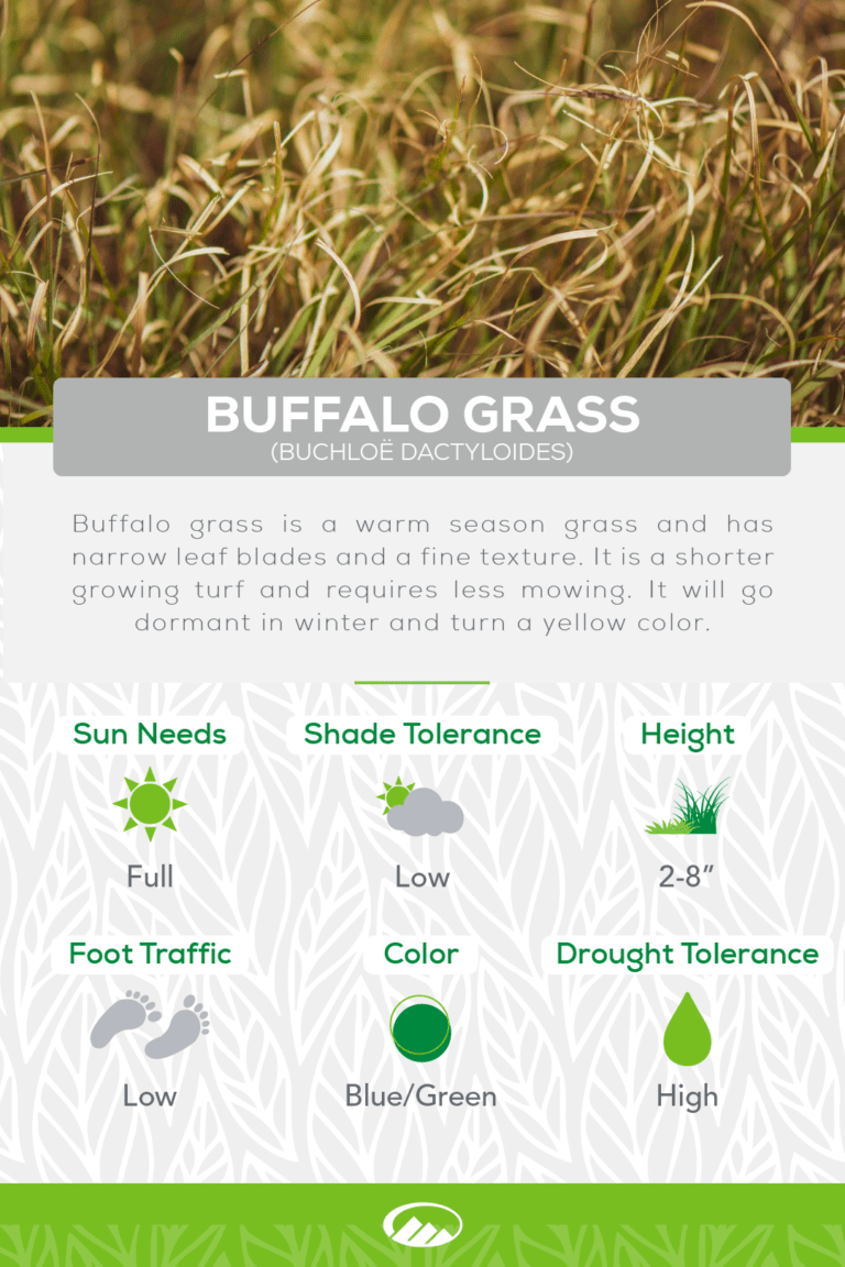Why You Need to Check Out These Gorgeous 7 Native Turf Grasses ...