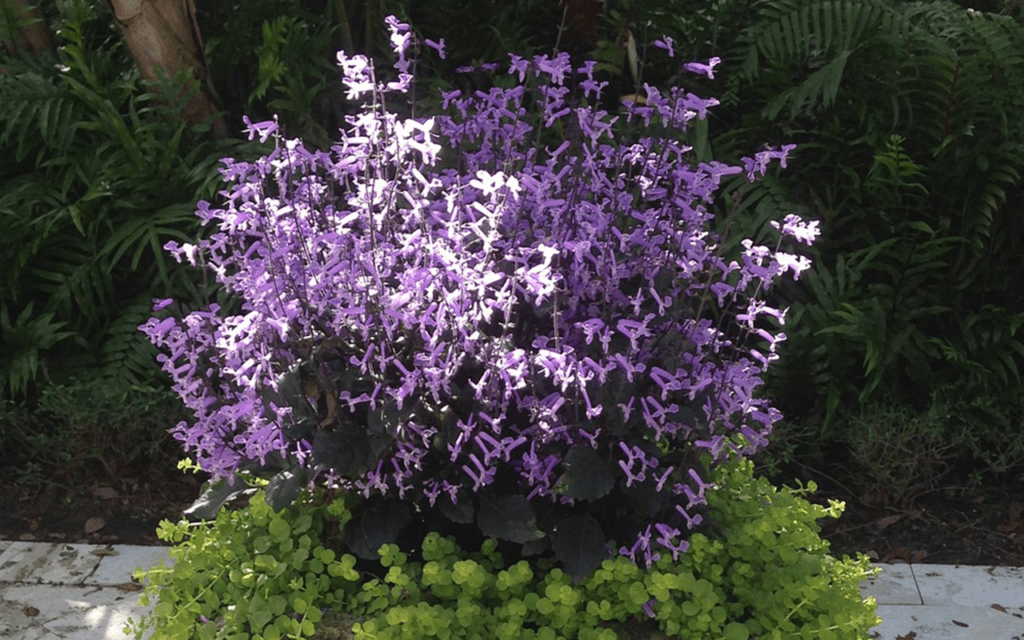 A medium close shot of purple and green creeping jenny flowers