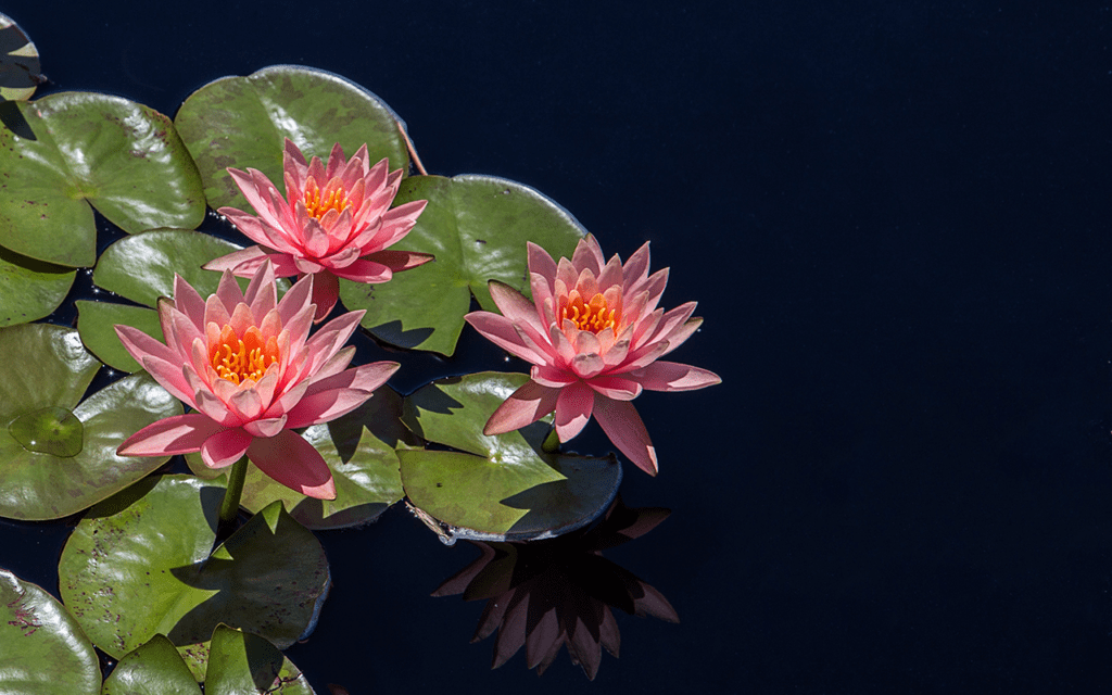 Photograph of lily pads on a lake or pond.