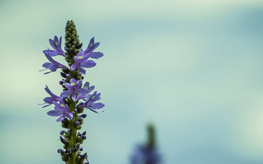Close up photo of a purple and green pond plant called the pickerel plant in front of a lake.