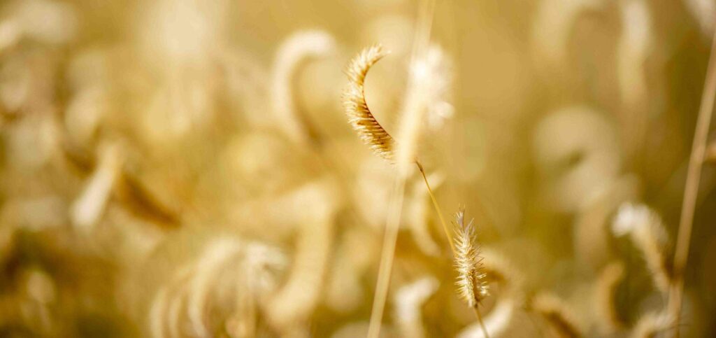 Field of buffalo grass