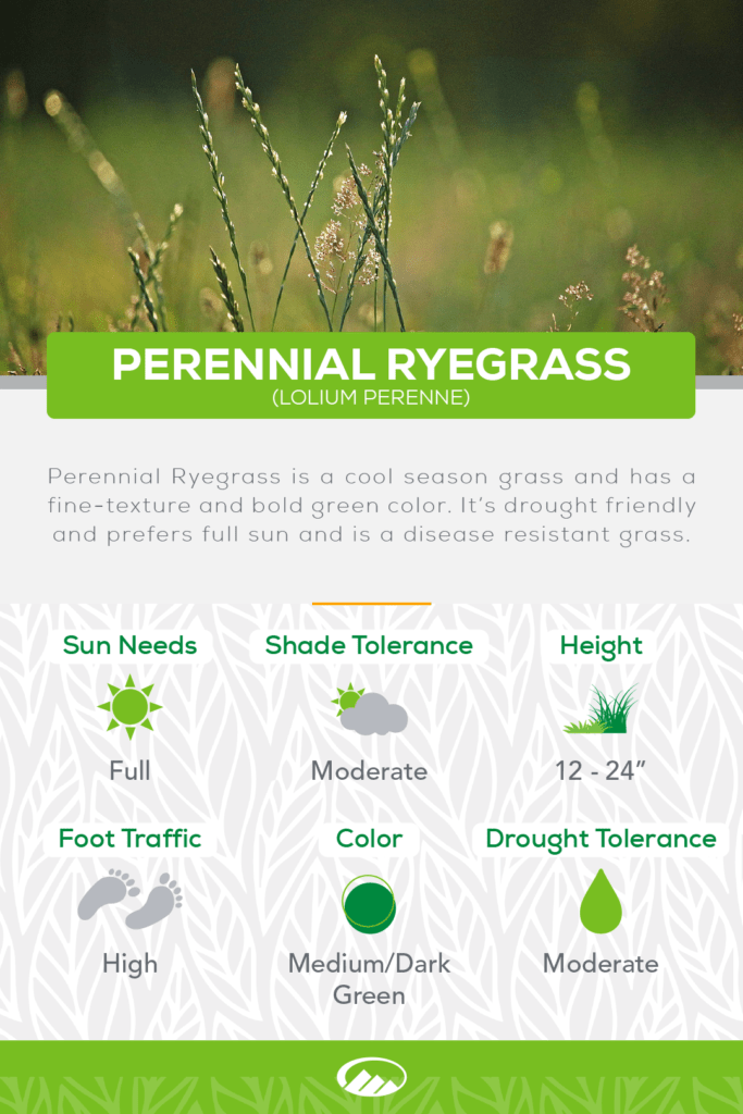 Infographic of Perennial Ryegrass