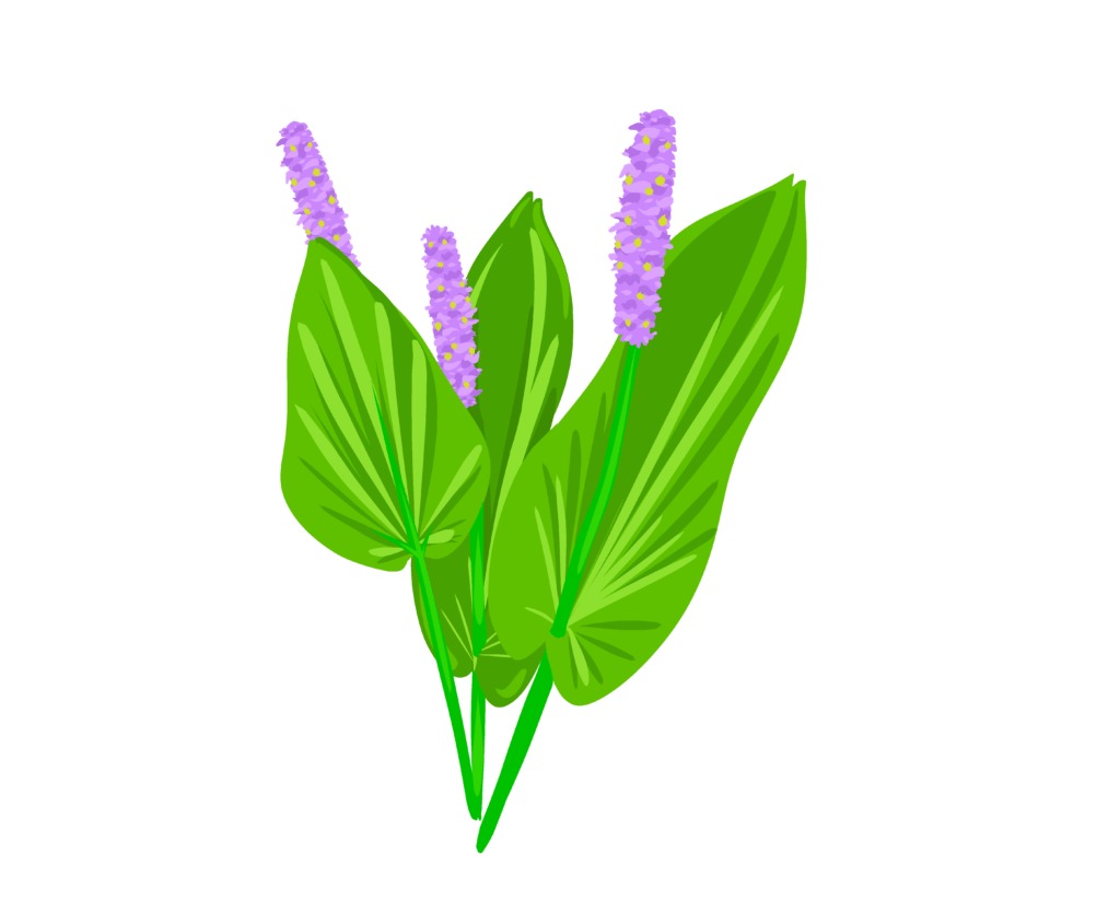 graphic of pond plant pickerelweed