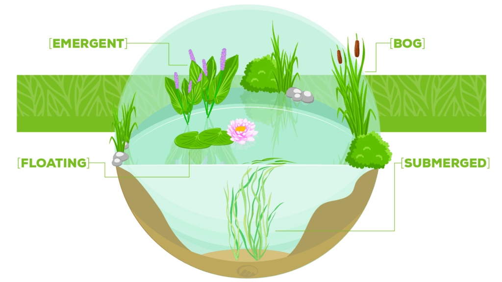 graphic of differently labeled pond plant types