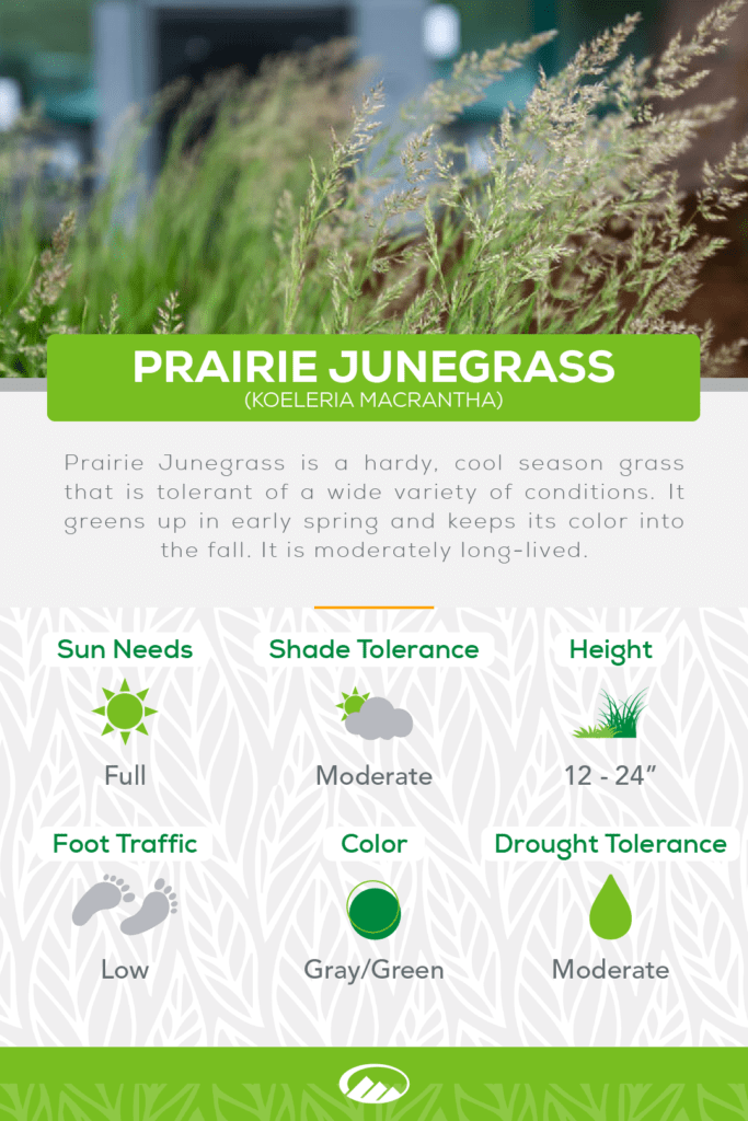 Infographic of Prairie Junegrass