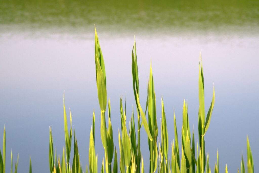 Close up photo of sweet grass in front of a lake full of water.