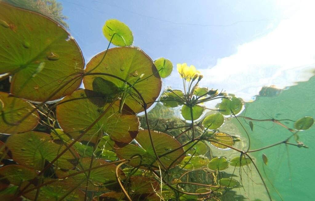 Underneath the pond looking up at lily pads