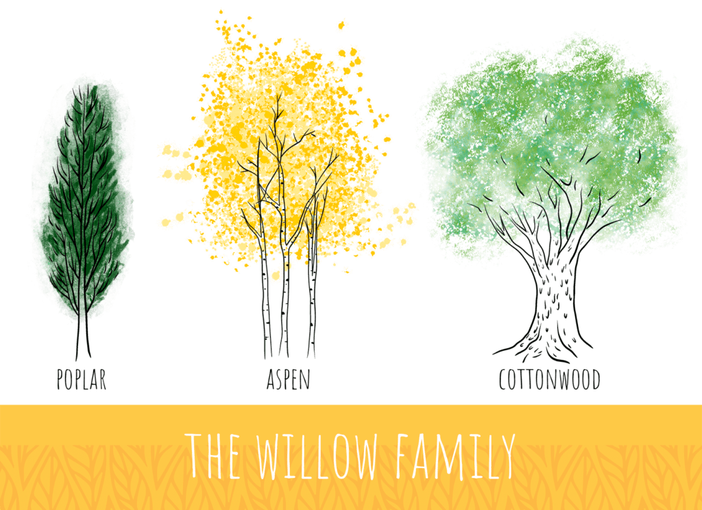 A graphic of a poplar, aspen, and cottonwood tree. Title says "The Willow Family"