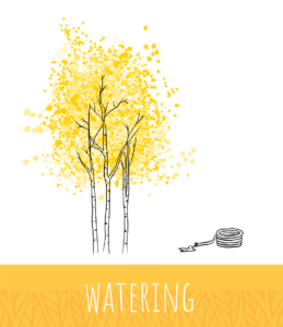 Graphic of an aspen tree cluster of three with a hose titled watering