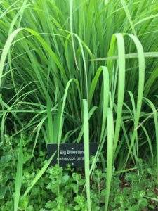 Photo of big bluestem ornamental grass