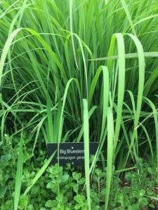 Photo of big bluestem ornamental grass