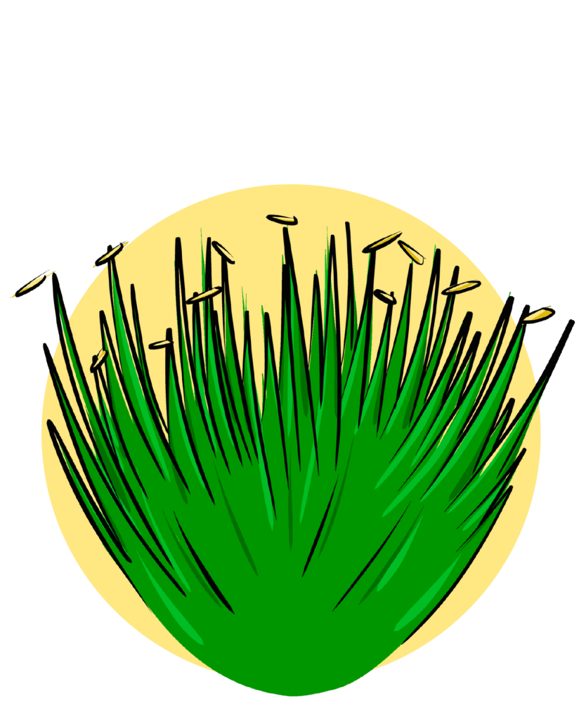 Illustration of ornamental grasses
