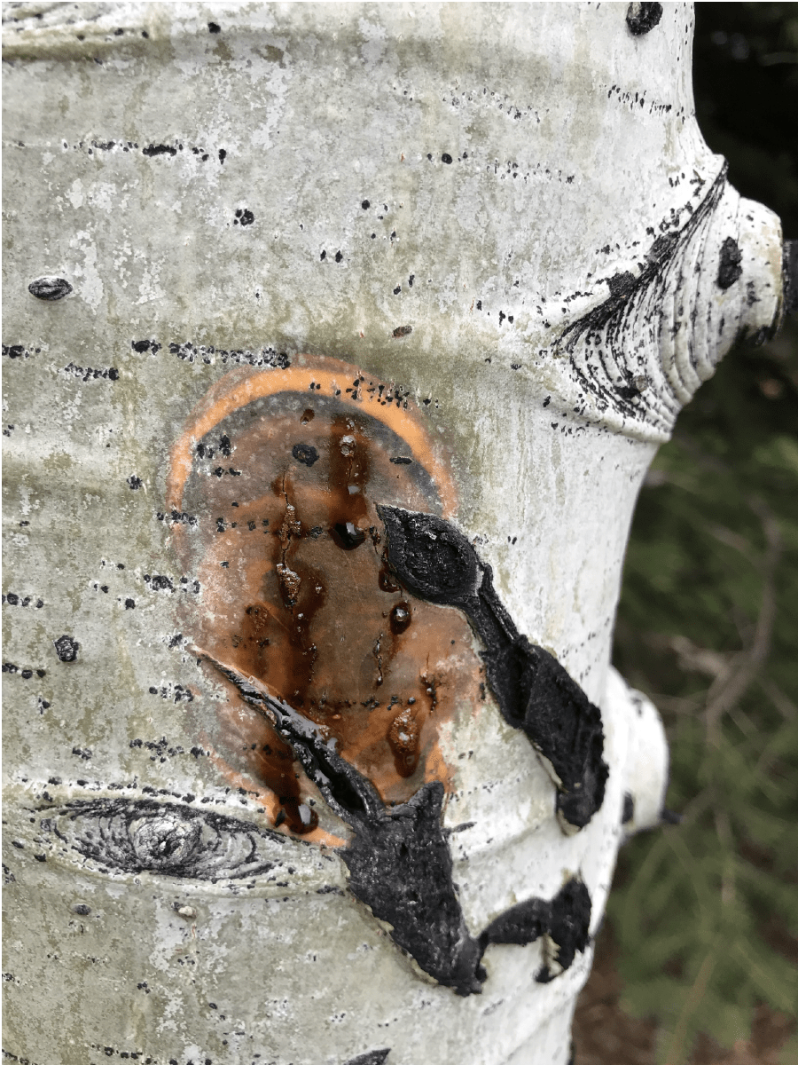 All About Aspens [Advanced Care Tips and Tricks] Beautiful Trees ...