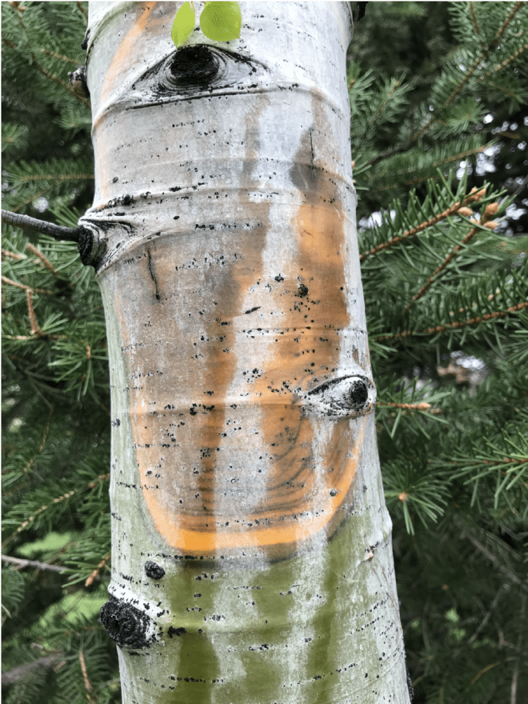 Cytospora phase 2 canker development on an aspen