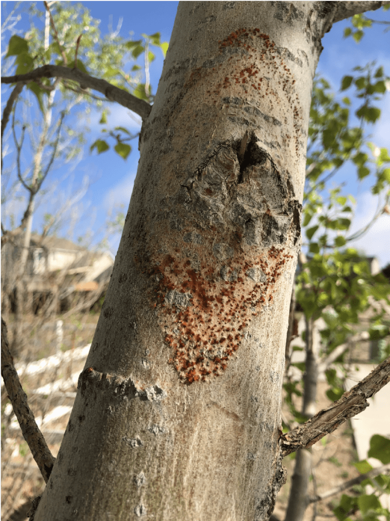 Cytospora phase 3 fruiting bodies on an aspen