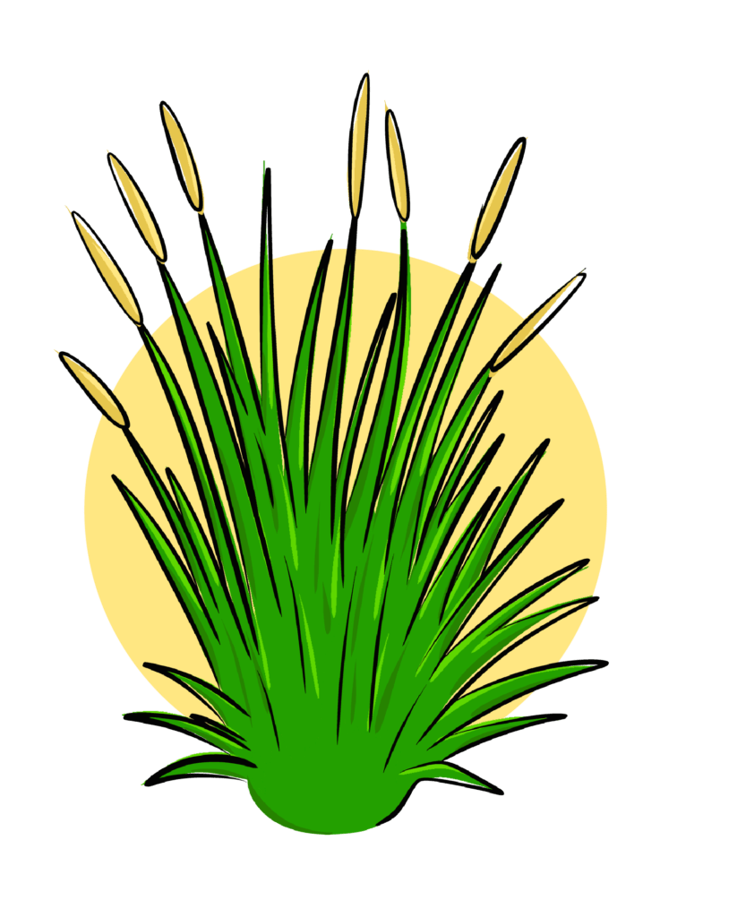 Illustration of Feather Reed ornamental grasses.