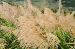 Photo of maiden grass ornamental grasses