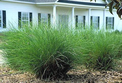 Photo of maiden grass