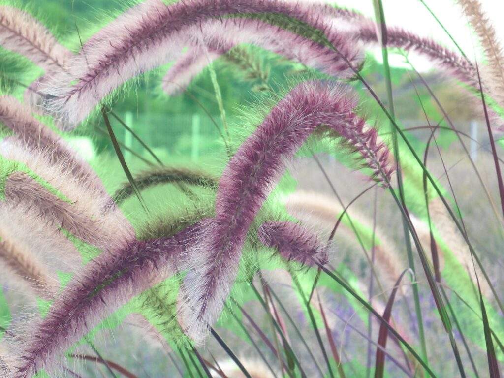Photo of ornamental fountain grass
