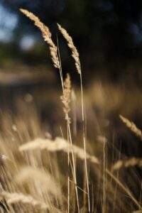 Photo of feather reed ornamental grasses
