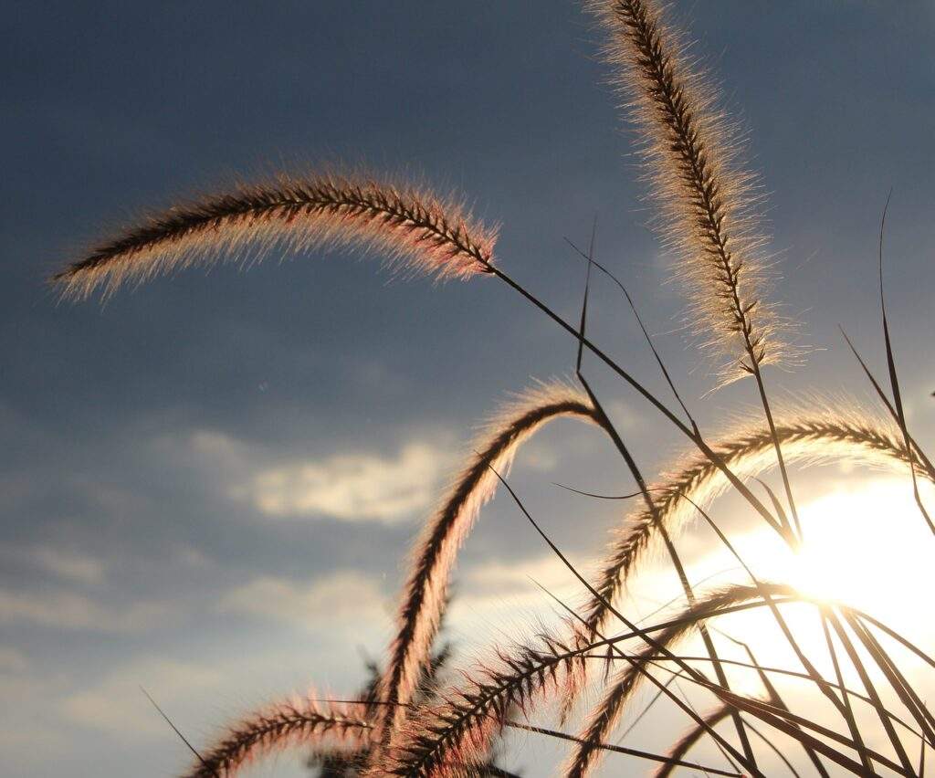 Close up Photo of ornamental grass with sky and clouds in the background