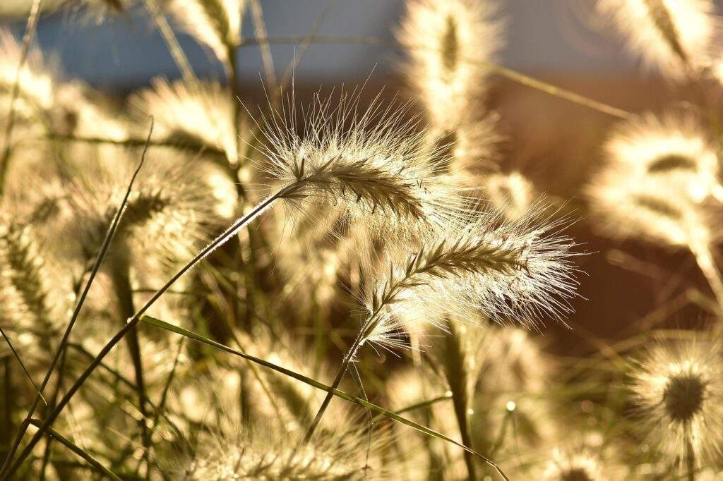Close up photo of ornamental grasses