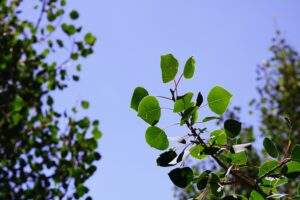 A close up photo of green aspen leaves with the sky backdrop