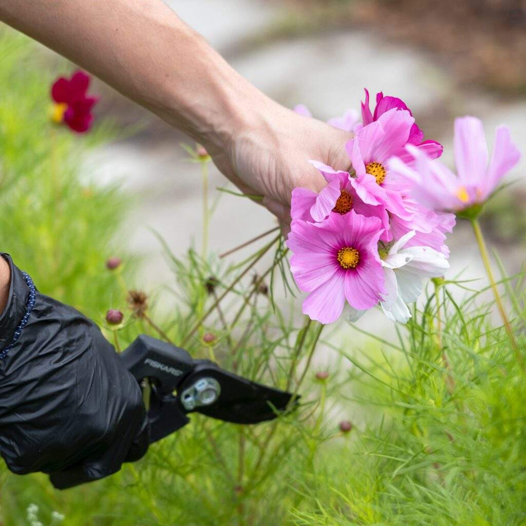 Pink flowers being deadheaded