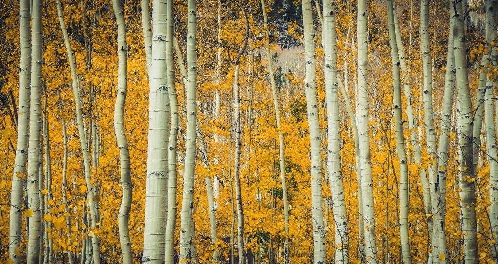 Photo of a bunch of aspen trees with golden leaves