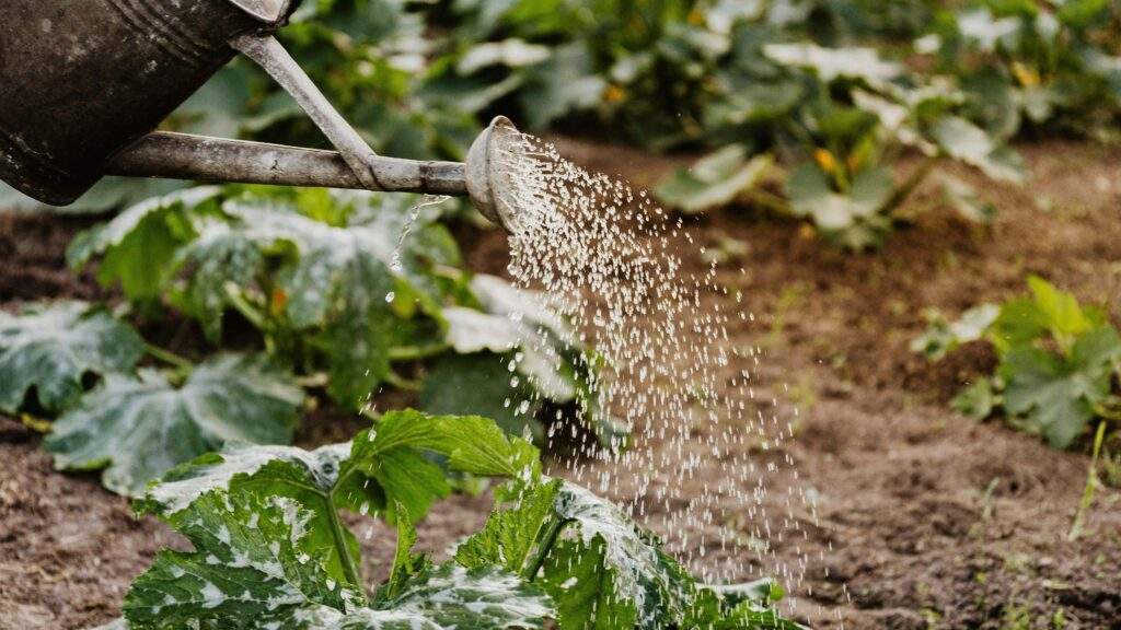 Watering Garden