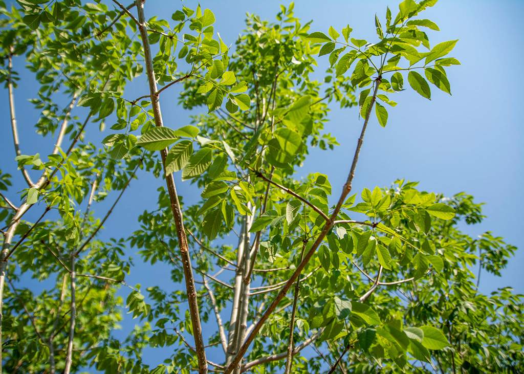 Autumn Purple Ash Tree