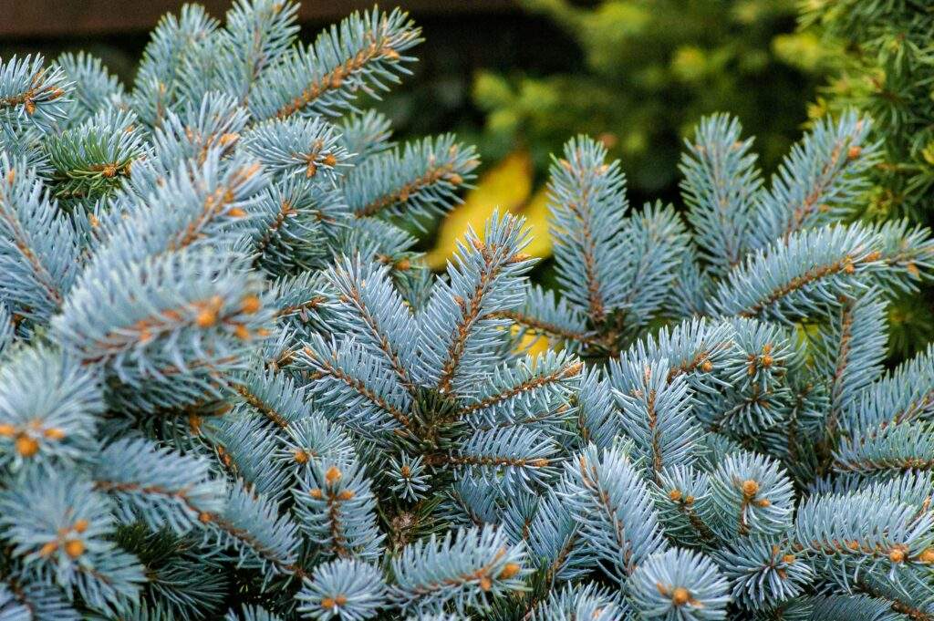 Blue Spruce Tree