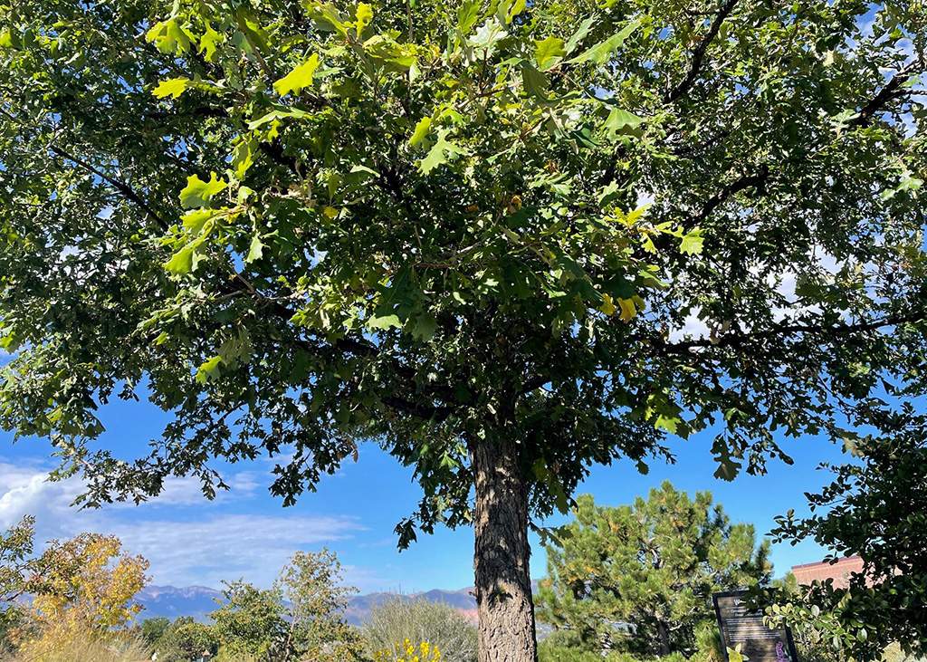 Bur Oak Tree