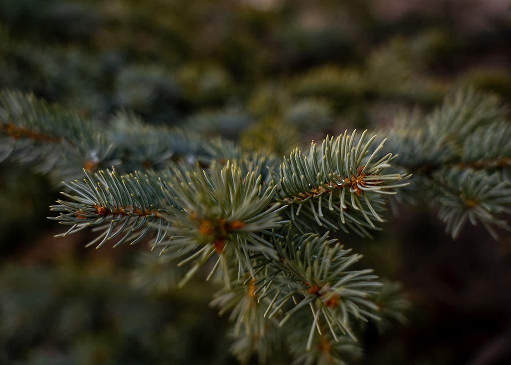 Fat Albert Spruce Tree