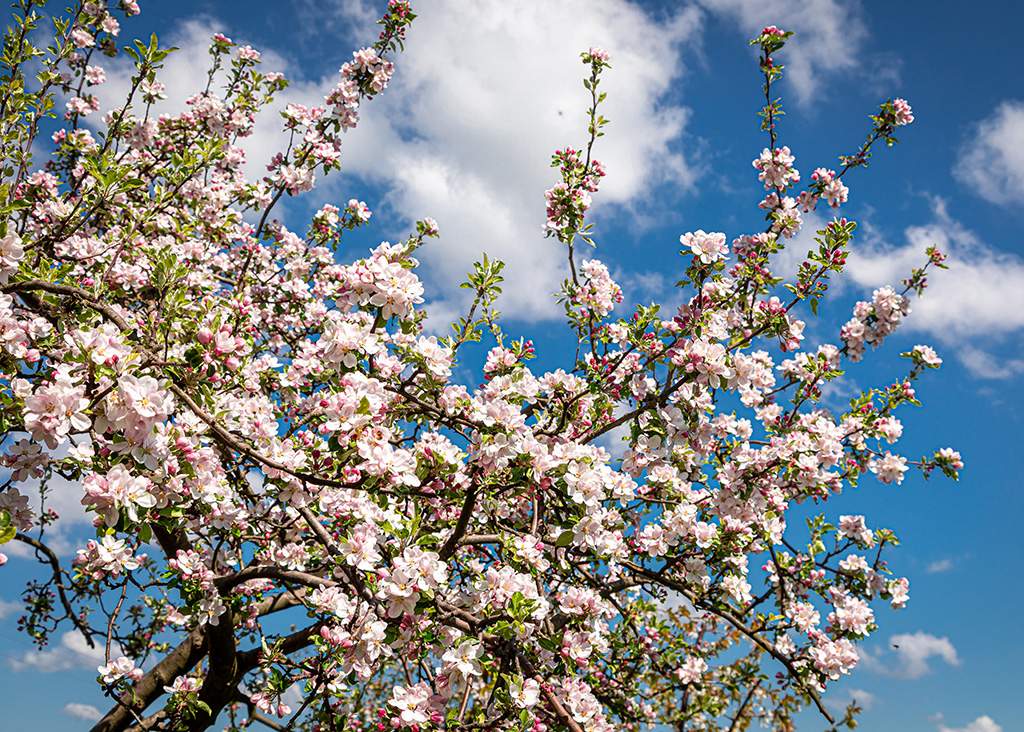 Flowering Crabapple Tree