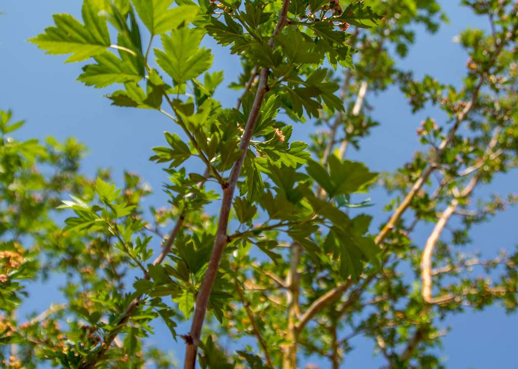 Hawthorn Tree