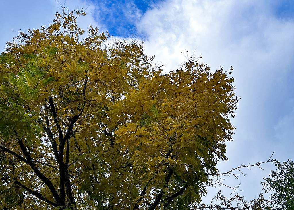 Honey Locust Tree
