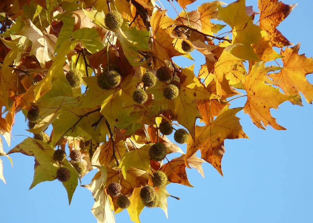 London Planetree
