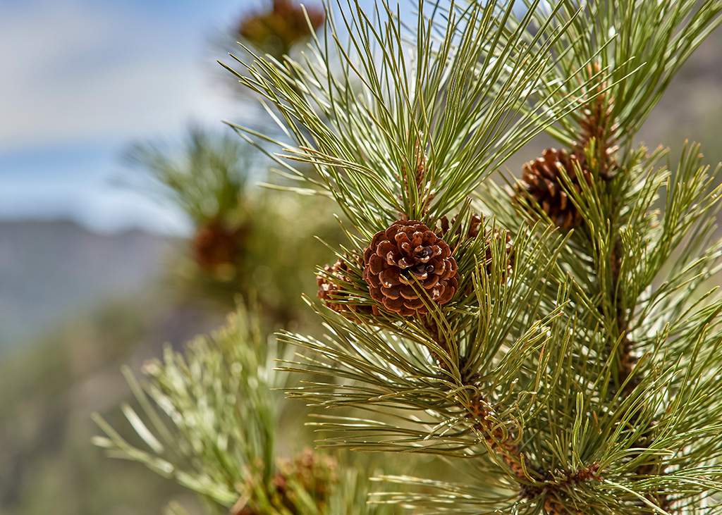 Ponderosa Pine Tree
