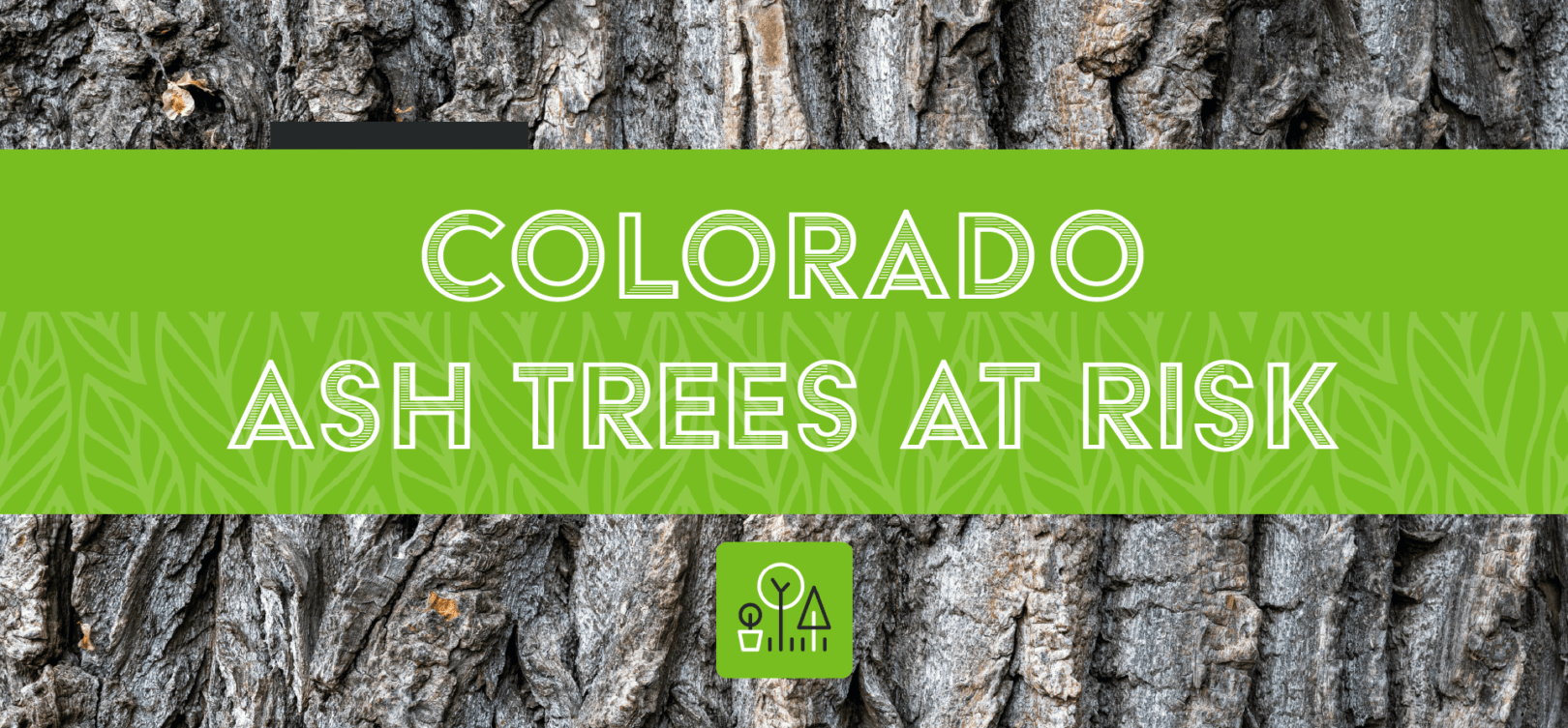 Colorado Ash Trees at Risk
