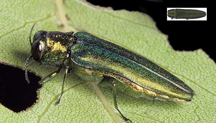 Emerald Ash Borer