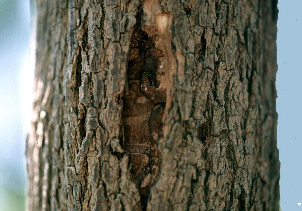 Vertical Split In Ash Tree From Emerald Ash Borer