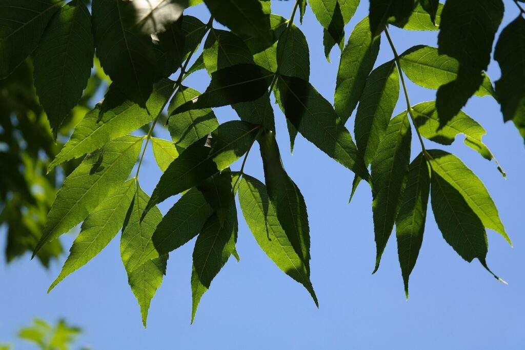 Ash Tree Leaves